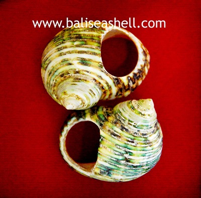 Ring Green Shell Jewelry From Indonesia