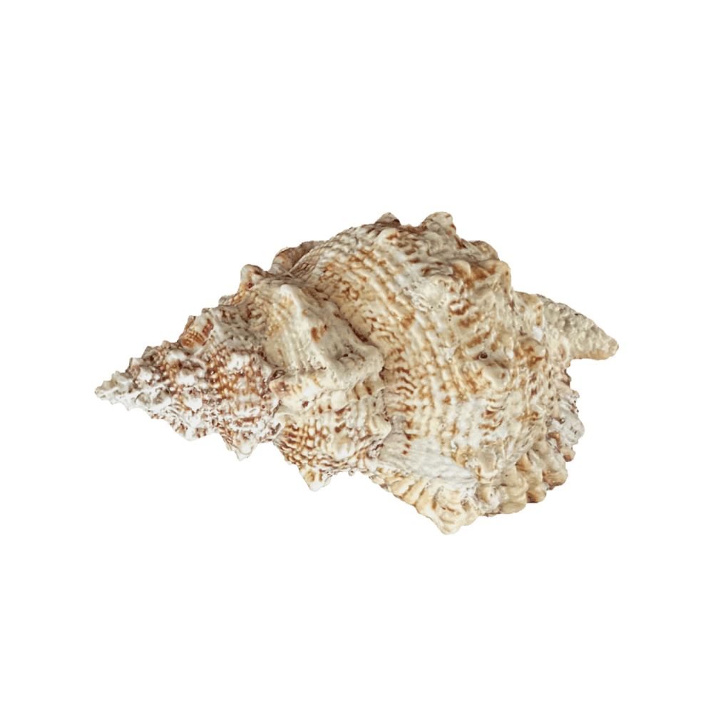 Bursa bobo