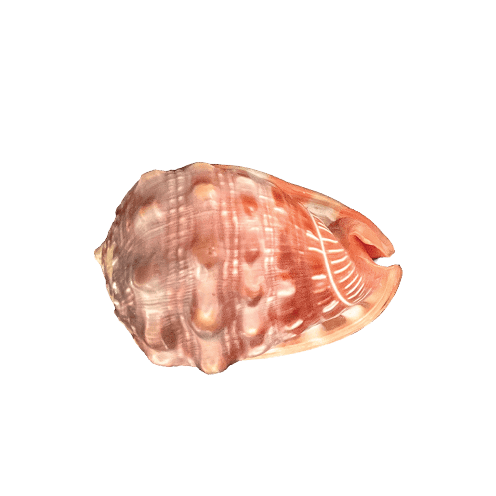 Cypraecassis rufa