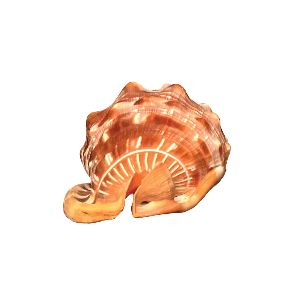 Cypraecassis rufa