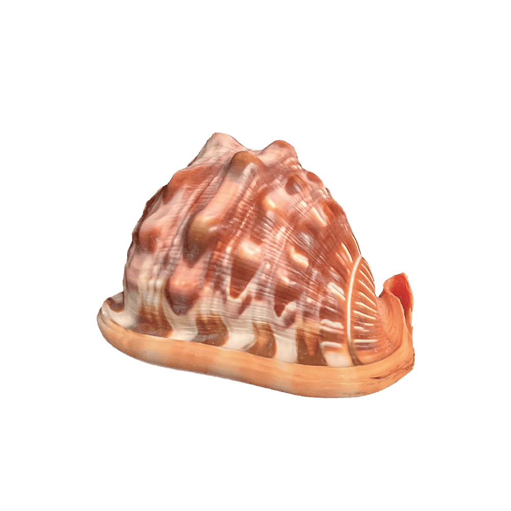 Cypraecassis rufa