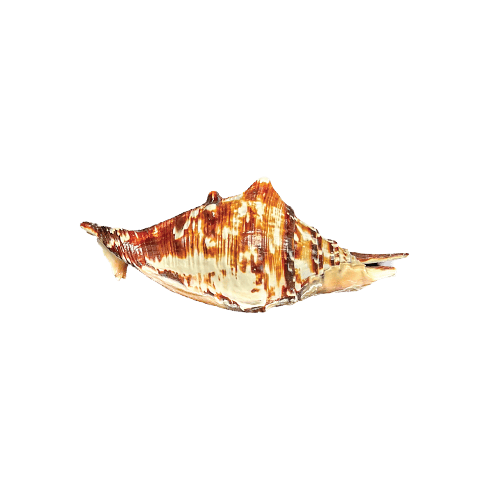 Lambis Lambis A