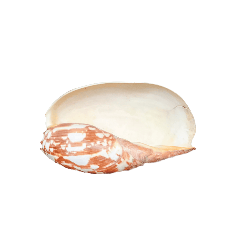 Melo Umbilicatus C