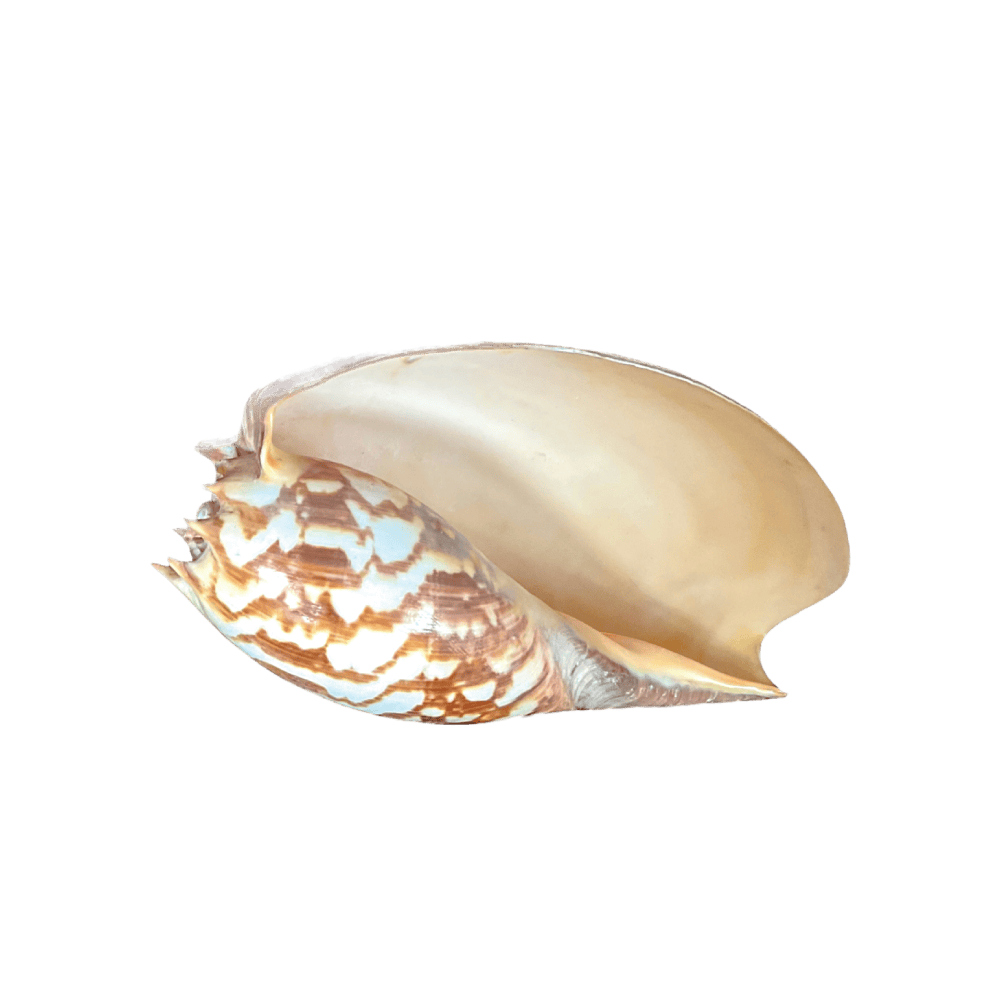 Melo Amphora