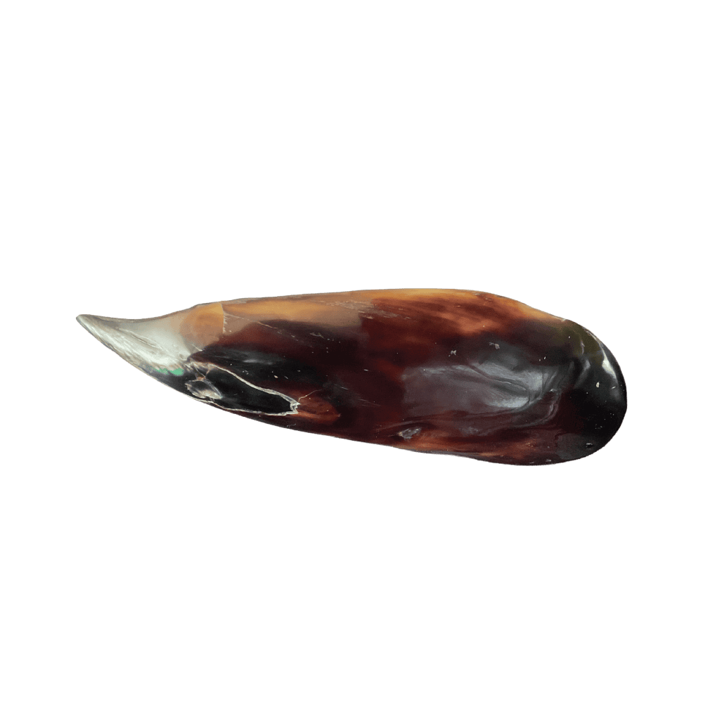 Pinna Bicolor