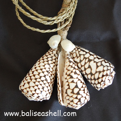 conus shell tessel
