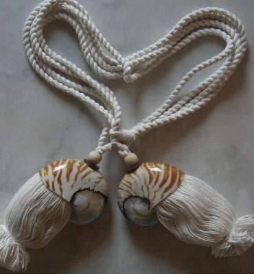 nautilus tessel shell