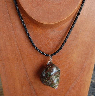 colection shell necklace