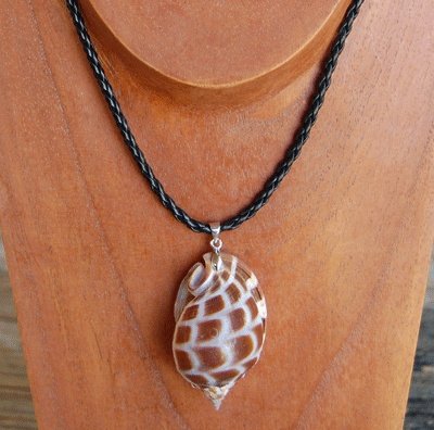 colection shell necklace