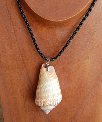 colection shell necklace