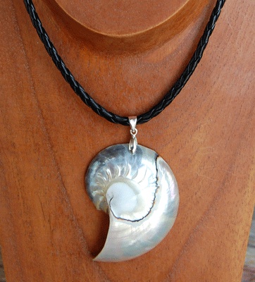shell natural cut
