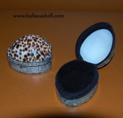 box shell art from tiger cowrie cut