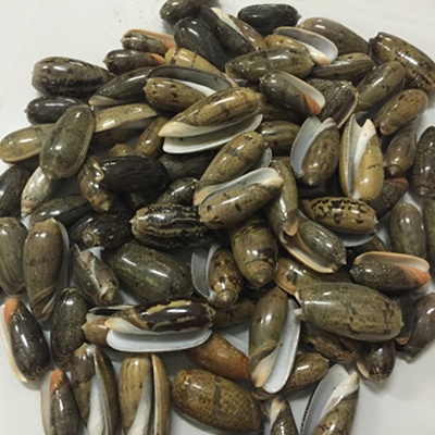 shell olive from bali indonesia