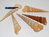 small shell indonesia