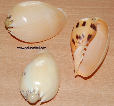 small shell indonesia