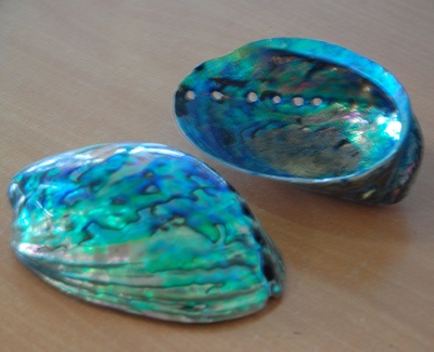small shell art natural