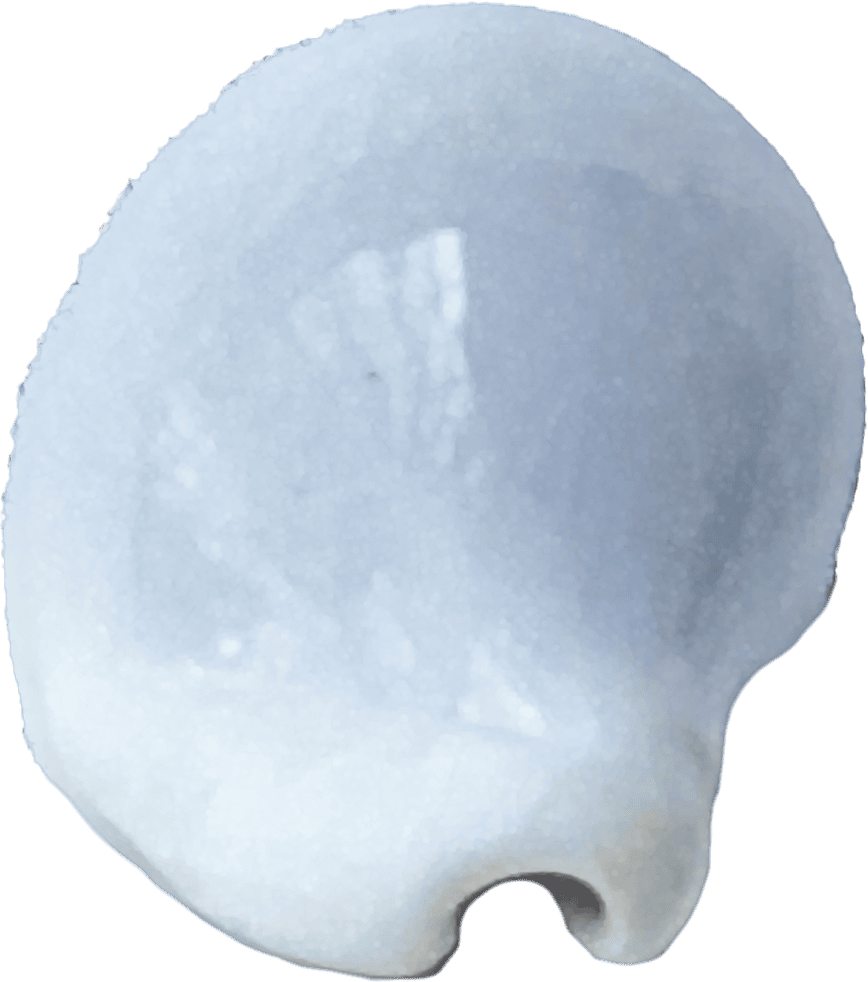 Ovula costellata