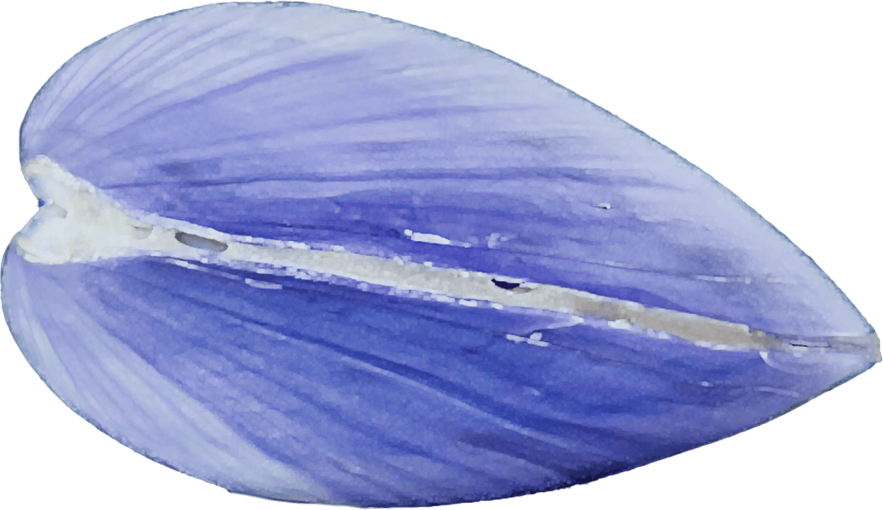 batissa violacea