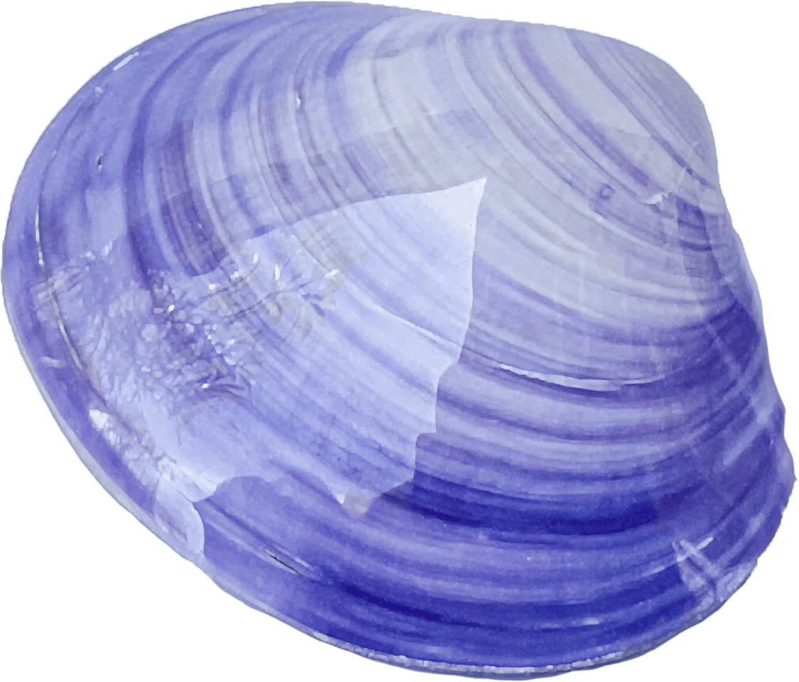 batissa violacea