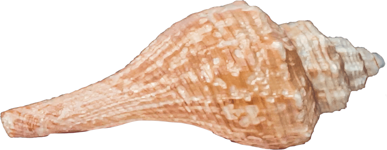 hemifusus ternatanus