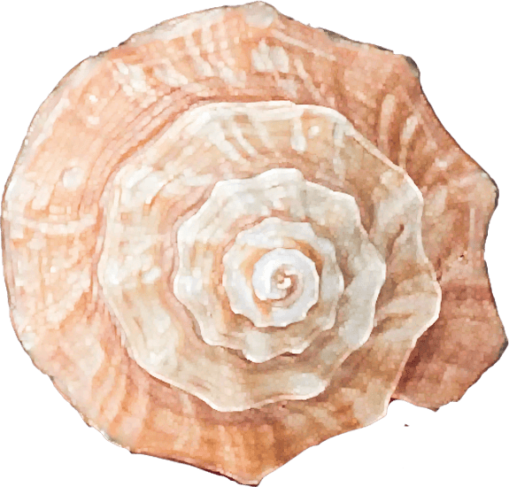 hemifusus ternatanus