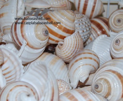 tonnidae shell family indonesia