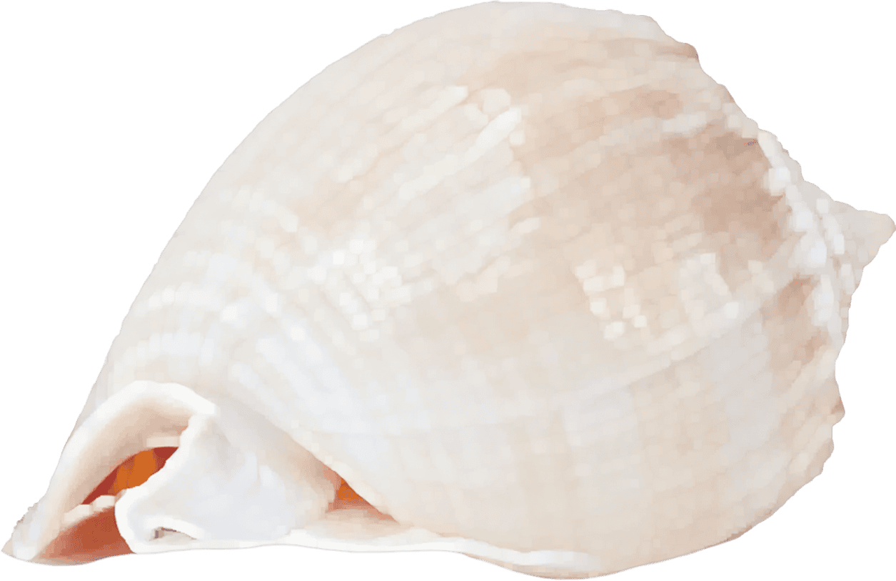 Phalium bisulcatum