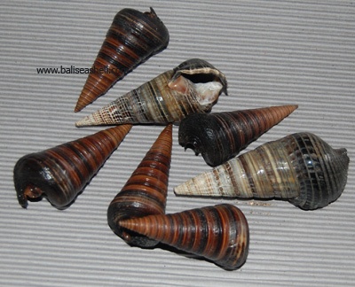 river shell small