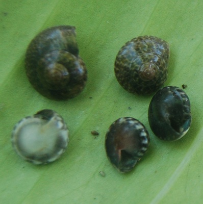 shell small size indonesia