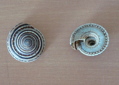 green snail shell