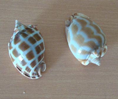 shell babylonia