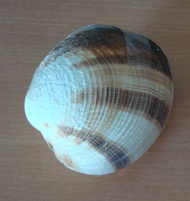 shell clam indonesia