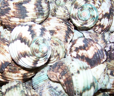 small turbo natural petholatus