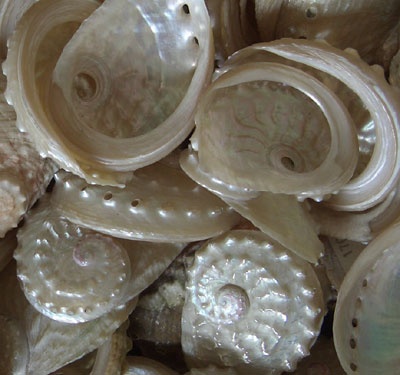 HALIOTIS OVINA ,abalone small