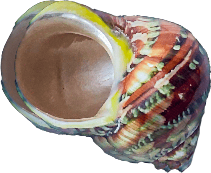 Turbo petholatus