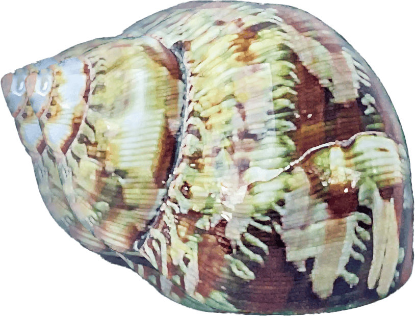 Turbo petholatus