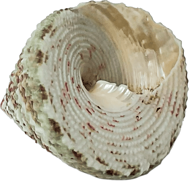 trochus radiatus