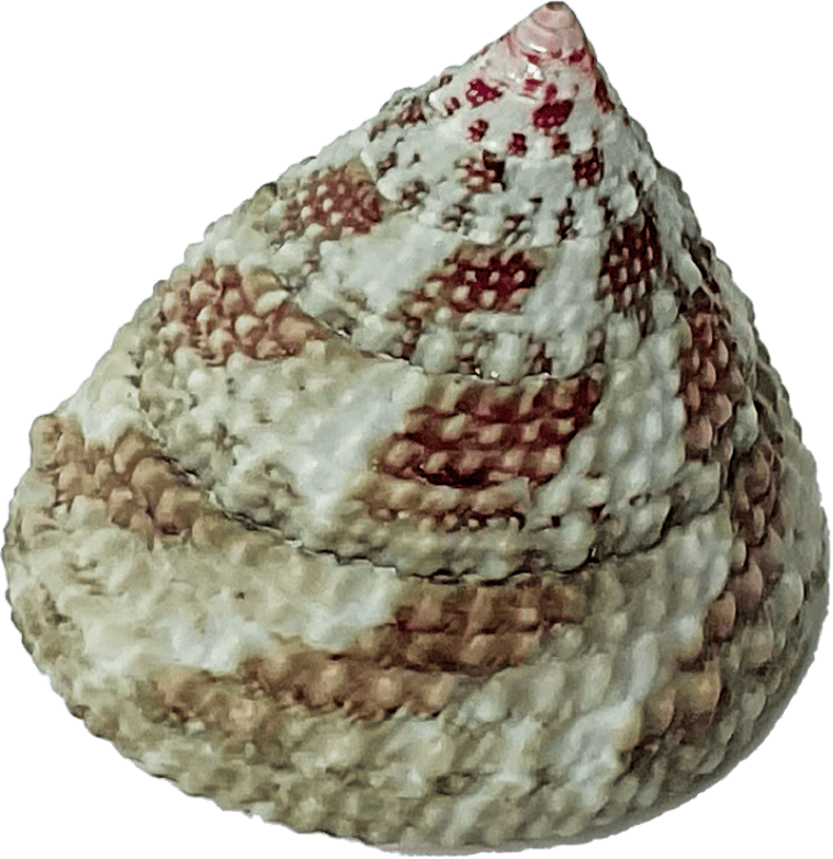 trochus radiatus