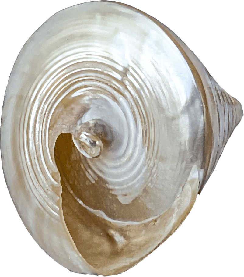 TECTUS PYRAMIS medium polish