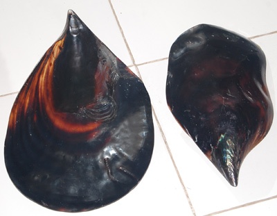 polished shell black pen lip big
