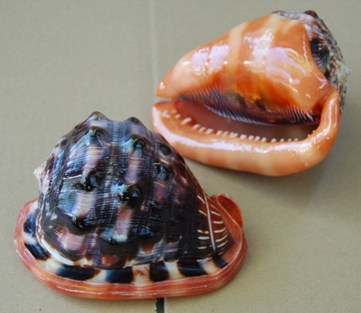 casis rufa shell grade A indonesia