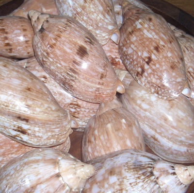 voloute shell