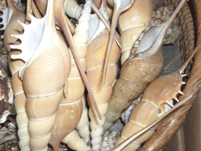 Stick seashell yellow