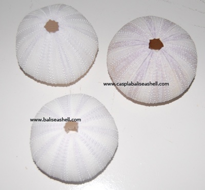 sea urchin natural