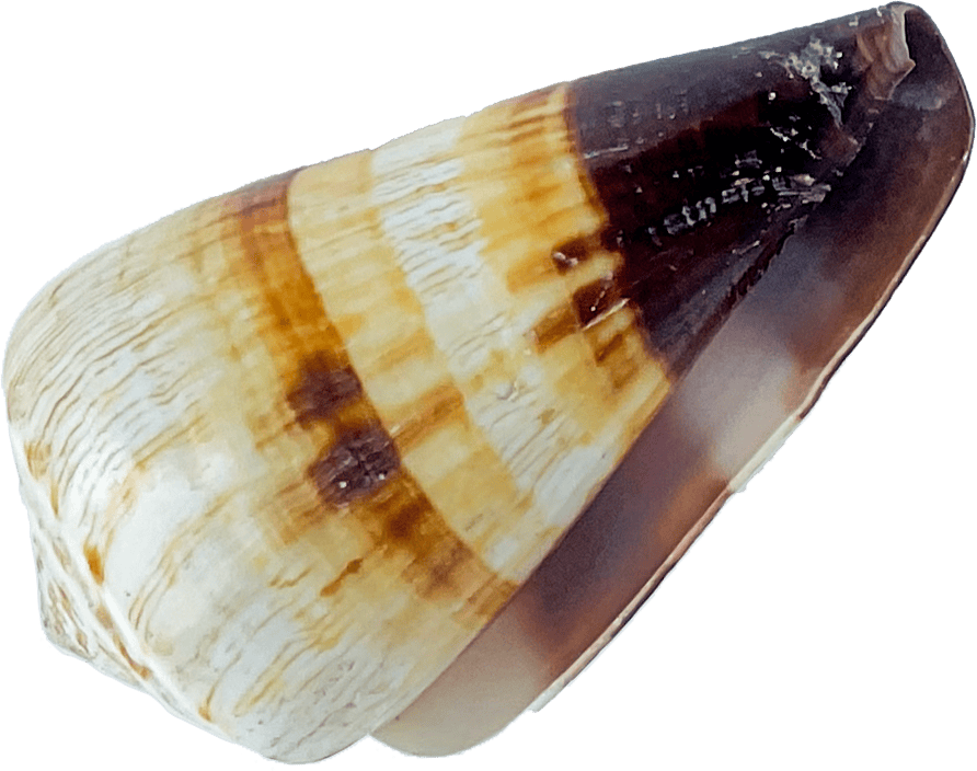 conus miles