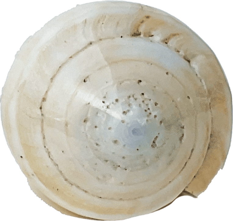 Conus virgo