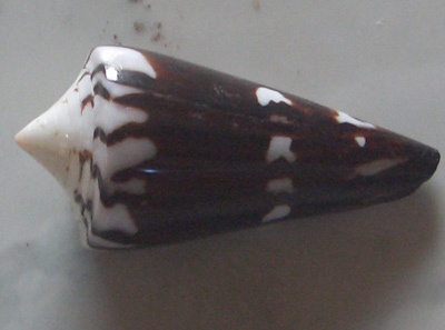 Conus generalis