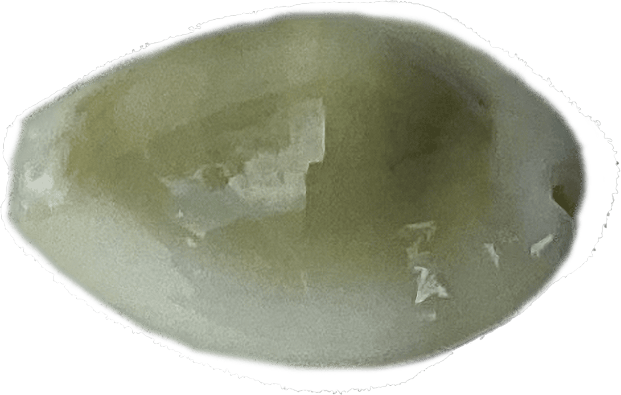 cypraea moneta