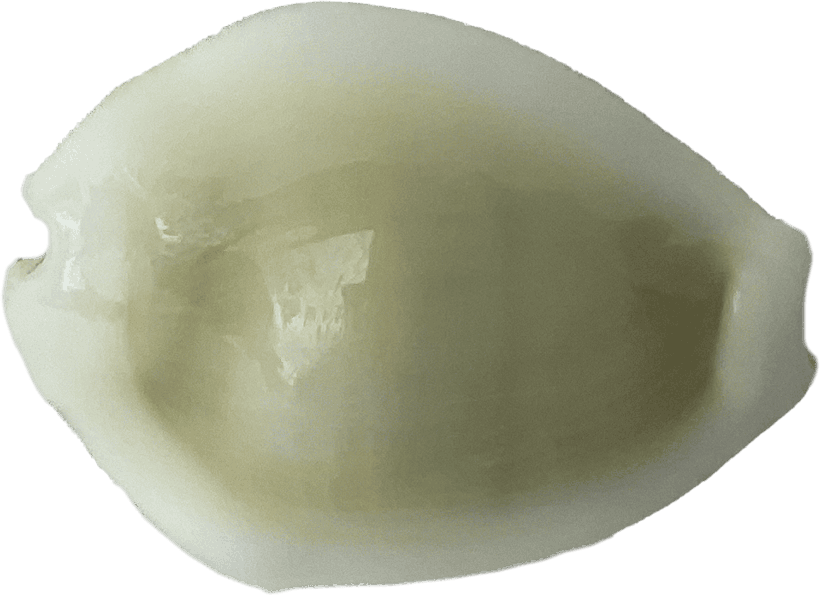 cypraea moneta