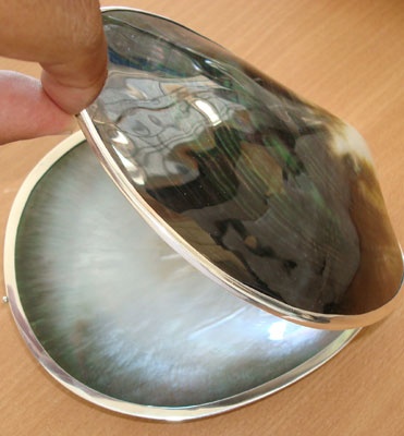 pinctada margarieferra pearl shell